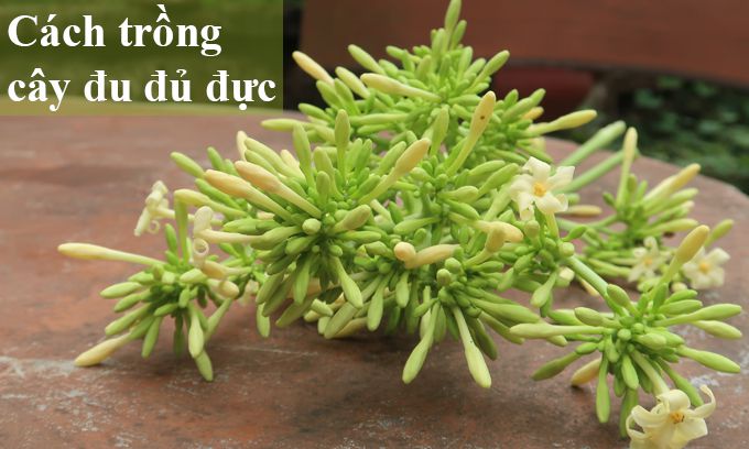 Cách trồng cây đu đủ đực