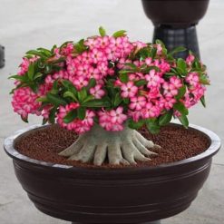 hạt giống hoa sứ kim tự tháp
