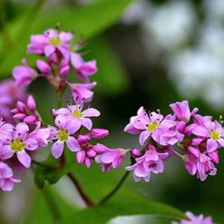 hạt giống hoa tam giác mạch