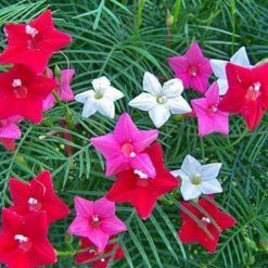 hạt giống hoa tóc tiên