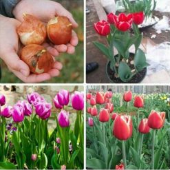 hạt giống hoa tulip