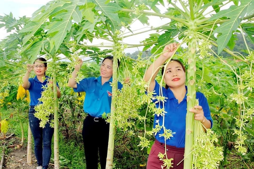 tìm đầu ra cho hoa đu đủ đực